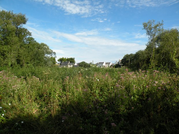  verdure